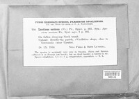 Lentinellus ursinus image